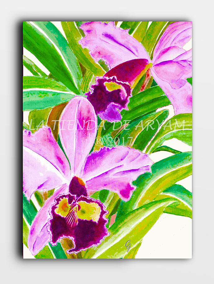 Ilustración de acuarela Flor orquídea “cattleya trianae” – La tienda de  Aryam