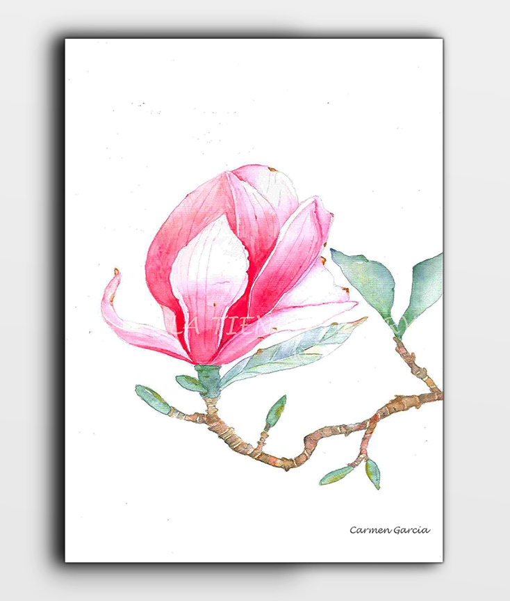 Ilustración de acuarela flor Magnolia – La tienda de Aryam